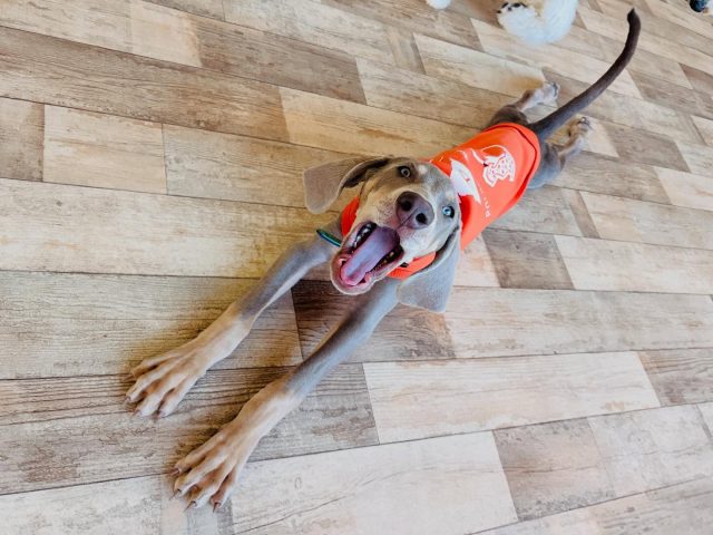 🐾

どこまで伸びるのー？🤣

🐾

#犬の幼稚園
#犬の幼稚園deepdog 
#ワイマラナー
#リラックス