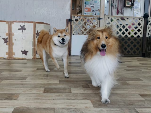 ⁡
🐾
⁡
年明けの登園がスタートいたしました！
元気いっぱいの登園生🐶
今年もたくさん学んでいこうね！
⁡
🐾
⁡
#2026年
#新年初の登園
#deep.dog
#犬の幼稚園 
#みんな元気いっぱい！