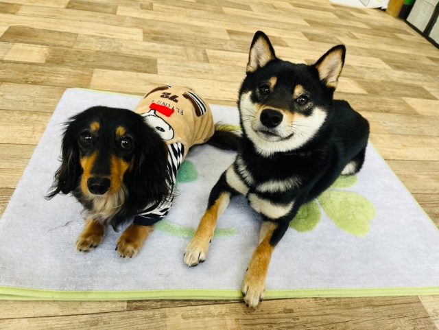 🐾

今日の幼稚園🍀

🐾

#犬の幼稚園
#犬の幼稚園deepdog 
#いぬのようちえん
#いぬすたぐらむ
#いぬ