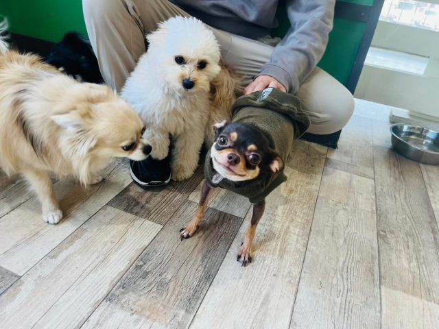 🐾

スタッフからのナデナデに、
嬉しさが隠しきれない爽健くん😆💕

🐾
#犬の幼稚園
#犬の幼稚園deepdog 
#チワワ