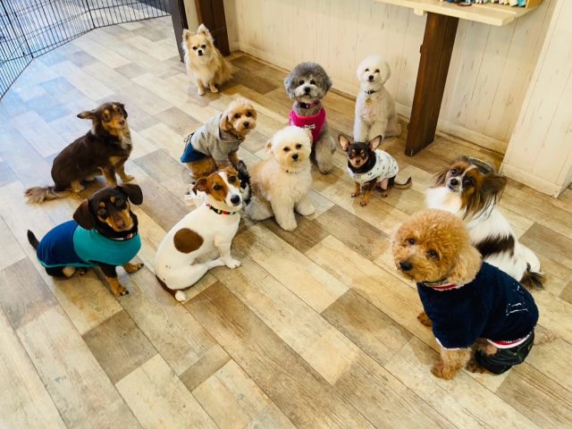 🐾

今日の幼稚園🍀
ぎゅっと集まって集合♪

🐾

#犬の幼稚園
#犬の幼稚園deepdog 
#犬の幼稚園
#優等生