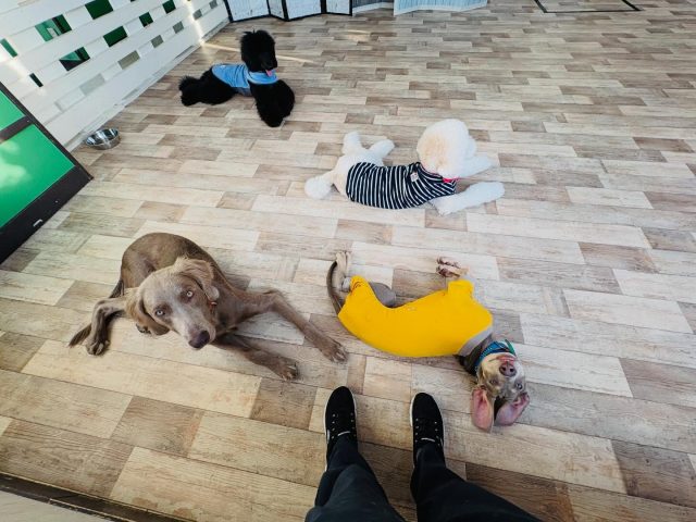 🐾

夕方のプレイタイム🍀
先輩犬がお手本となってくれるので、元気な子たちも穏やかに休憩中☺️

🐾
#犬の幼稚園
#犬の幼稚園deepdog 
#ワイマラナー
#スタンプー
#大型犬