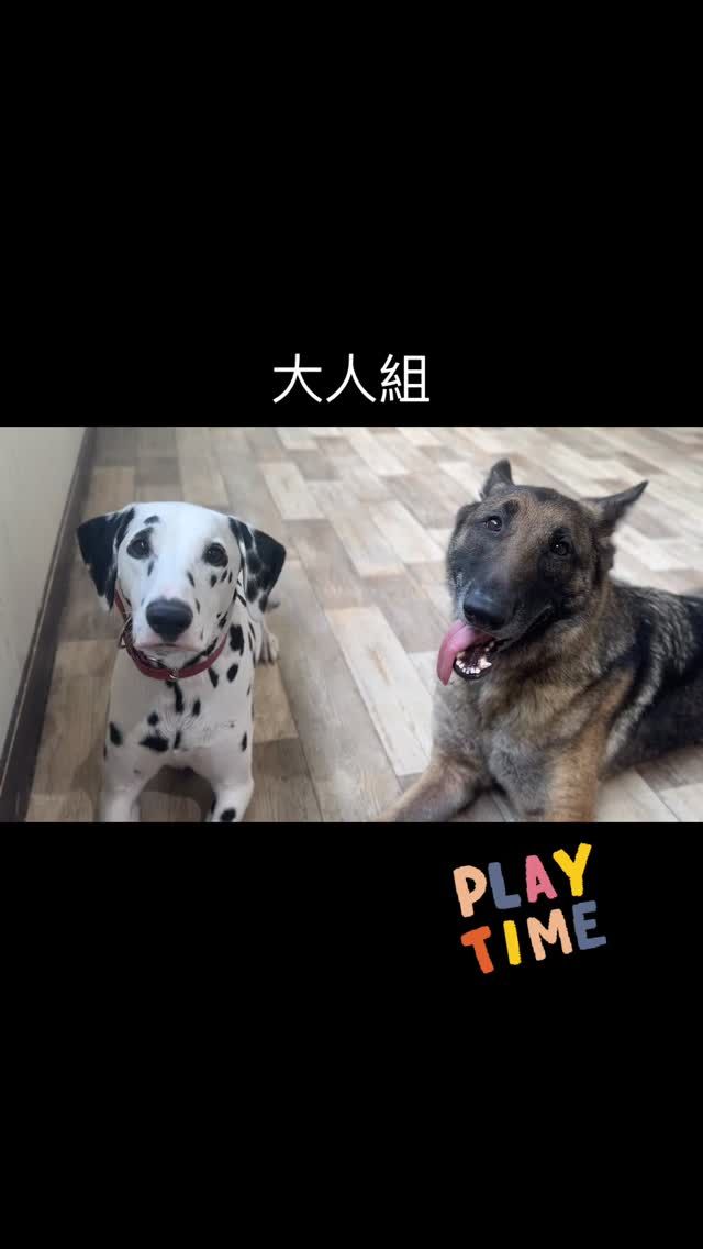 ・

パピーの頃はよくワンプロをしていたのに、最近はすっかり遊ばなくなった…
と、寂しそうに話す飼い主さんがたまにいらっしゃいます。

昔はよく遊んでいた子が遊ばなくなるというのはよくあること。
犬の成長過程では、ごく当たり前のことなのです。

人だって、子供の頃に好きだった遊びが、大人になってもずっと好きなわけではないですよね。
子供の頃に大好きでアニメを見るたびにワクワクしていたアンパンマン、40歳になってもワクワクしますか？

若い頃によくワンプロをしていた犬が、ワンプロのような激しい遊びを好まなくなるのは正常な成長過程です。
悲しむ必要は全くなく、むしろ健全に育ってくれたと喜ぶべきことではないでしょうか。

では、幼い頃に好んでいた遊びをしなくなった時、その子のためには何ができるでしょうか？

飼い主さんが遊んであげればいいのです。
犬はもともと、人との暮らしを自ら選んで共存してきた動物です。
好奇心旺盛な幼いパピーの頃はさておき、本来は人と一緒に遊び、人との共同作業をしたいと願う動物です。

パピーの時期は、将来に必要な経験をするために、犬同士の遊びや大人の犬との関わりの中で、いろいろなことを学ぶことが大切です。
でも、その時期が終わった後、犬の楽しみを生涯にわたって継続してあげるには、飼い主さんとの遊びや共同作業を充実させることがとても大切なのです。

トリックを教える。
アジリティをやってみる。
ドッグダンスも楽しそうですね。
競技会を目指してみるのも生活に張りが出て楽しいです。

Deep.dogでは、飼い主さんと愛犬が一緒に練習を楽しみ、練習の成果を出せる場として、オリジナル競技「トリックトレイル」を毎年開催しています。
今年も、只今絶賛準備中✨
その他のイベントも企画中です🍀
詳細をお楽しみに✨

犬同士の関わりを学ぶ幼少期から卒業した愛犬さん。
ぜひ、その愛犬さんの1番の友達になってあげて下さいね✨

#犬の幼稚園 #犬の幼稚園deepdog