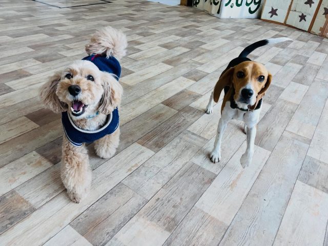 🐾

今日も楽しいね💕

🐾

#犬の幼稚園
#犬の幼稚園deepdog 
#コッカープー
#ビーグル
#笑顔