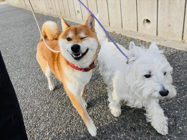 🐾

お友達とのお散歩が初めてでも、
少しずつ表情が和らいでウインク😉

🐾

#犬の幼稚園
#犬の幼稚園deepdog 
#お散歩
#柴
#ウェスティ
