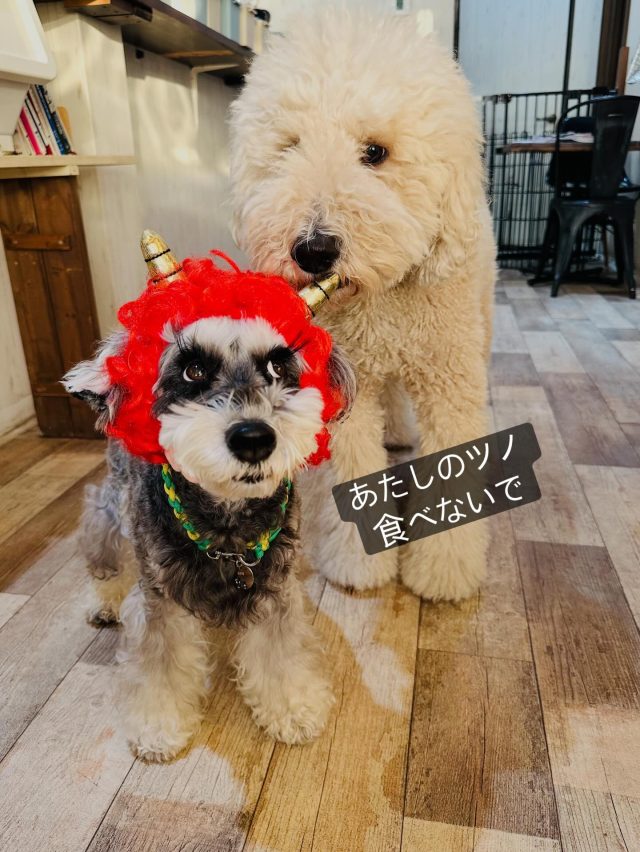 ・

あたしのツノ、食べないで😆💕

#犬の幼稚園 #犬の幼稚園deepdog