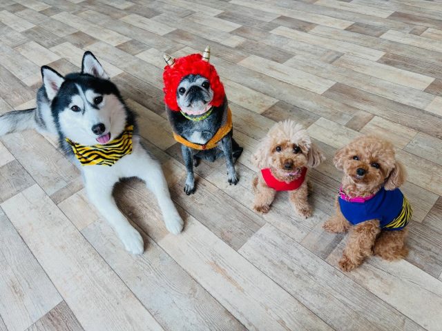 🐾

幼稚園には鬼さんが登園しています👹
可愛い鬼さん大歓迎です💕

1人パーマのおばちゃんが混ざってます😂

🐾
#犬の幼稚園
#犬の幼稚園deepdog 
#プードル
#パグ
#ハスキー
