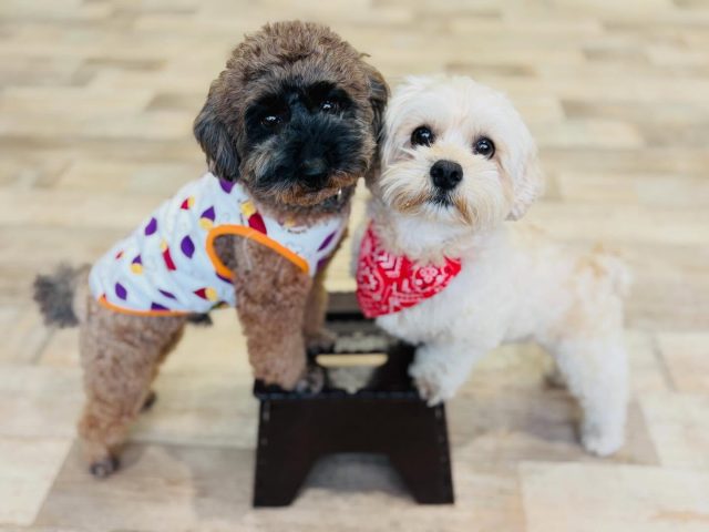 🐾

台の上にアップ！
ぎゅっと距離が近くなってもカメラ目線😆💕

🐾

#犬の幼稚園deepdog 
#ドッグトリック
#ペキプー
#プードル