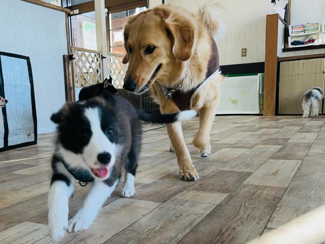 ・

初めましてで意気投合✨

続々と新入生が入園しています🤭

#犬の幼稚園 #犬の幼稚園deepdog #ボーターコリー #ゴールデンドゥードゥル
