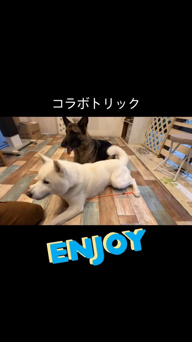 ・

かわいすぎかよっ💕

#犬の幼稚園 #犬の幼稚園deepdog #ジャーマンシェパード #秋田犬mix #ハスキーmix