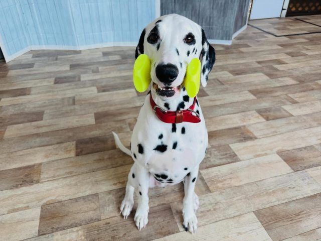 🐾

ダンベル練習中💪
可愛い歯が見えてますよー😆

🐾

#犬の幼稚園deepdog 
#ダルメシアン
#ダンベル
#持来
#可愛い