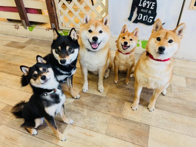 🐾

今日の柴ーず🐶
それぞれ違った個性がありますが、みんなお利口&可愛い🍀

🐾

#犬の幼稚園deepdog 
#いぬのようちえん
#柴
#豆柴