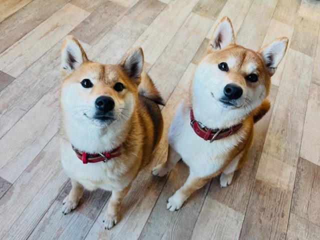 🐾

今日のそっくりさん☺️

🐾

#犬の幼稚園deepdog 
#柴
#柴犬
#そっくり