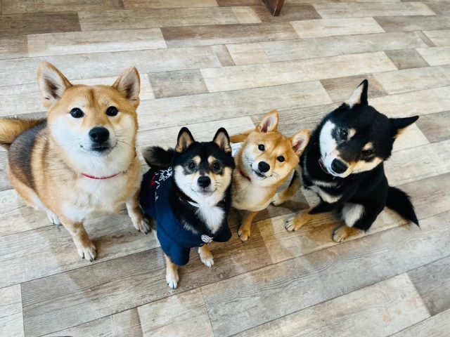 🐾

柴パーティー開催🎈

🐾
#犬の幼稚園deepdog 
#いぬのようちえん 
#柴犬 
#ぎゅっ