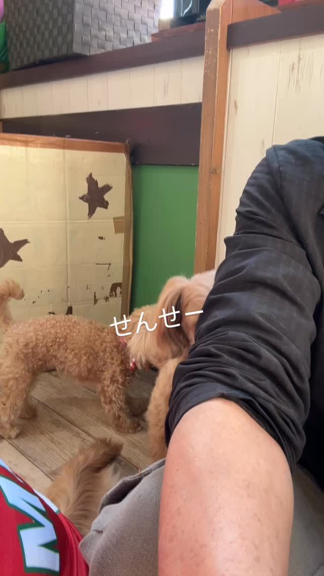 ・

おねだり上手さん💕

#犬の幼稚園 #犬の幼稚園deepdog