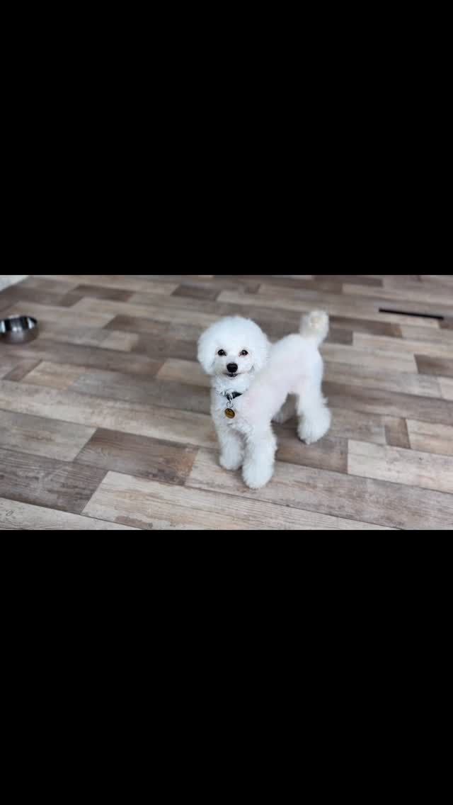 🐾

お辞儀🙂‍↕️

🐾

#犬の幼稚園deepdog 
#いぬのようちえん
#お辞儀
#プードル
#ドッグトリック