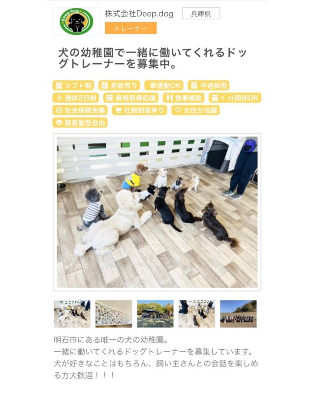 ・

ドッグトレーナー募集！！！

業務拡大につき、ドッグトレーナーを募集します✨
詳細は「ペット求人ナビ」のご確認をお願いいたします。

↓コピペして検索🔍
https://www.pet-jobs.com/job177977.html

インスタのDMは気付きにくいため、お問合せは、「ペット求人ナビ」から、もしくはお電話でお願いいたします。
0785873766（9:00〜18:00）
水曜日は休園日のためお電話が繋がりません。

素晴らしいドッグトレーナーとの出会いを楽しみにしております✨

#犬の幼稚園 #犬の幼稚園deepdog #求人 #求人募集