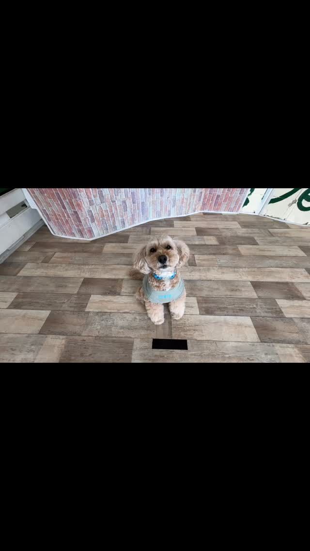 🐾

可愛いトリック🎀

🐾

#犬の幼稚園deepdog 
#コッカープー
#カチューシャ
#ドッグトリック