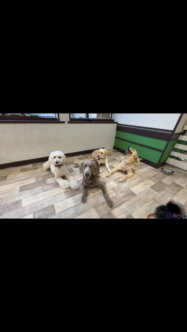 🐾
　
クールダウンの時間も楽しむ登園生です💕

🐾

#犬の幼稚園deepdog 
#ワイマラナー
#ゴールデンレトリーバー
#ラブラドールレトリーバー
#スタンダードプードル