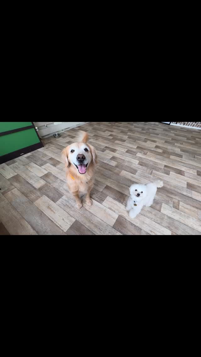 🐾

コラボも楽しい時間🫶

🐾
#犬の幼稚園deepdog 
#ゴールデンレトリーバー
#プードル
#おじぎ
#ドッグトリック