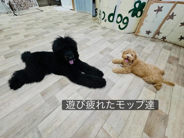 ・

遊び疲れたモップ達💕

#犬の幼稚園 #犬の幼稚園deepdog #スタンダードプードル #オーストラリアンラブラドュードル