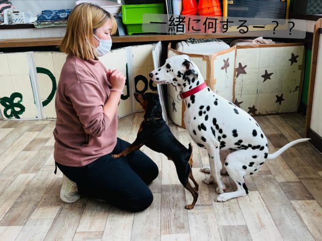 🐾

息を合わせた共同作業♪
練習の積み重ねが成功への近道💕

🐾

#犬の幼稚園deepdog 
#いぬのようちえん
#ミニチュアピンシャー
#ダルメシアン