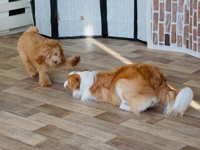 🐾

仲良しさん💕

🐾

#犬の幼稚園deepdog 
#ボーダーコリー
#オーストラリアンラブラドゥードゥル
#仲良し