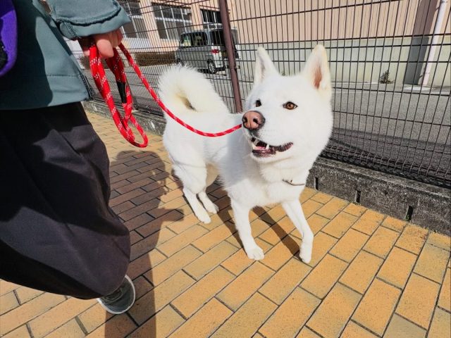 🐾

お散歩はただ歩くだけ…ではなく、
1対1でコミュニケーションがとれるようになれば
とても楽しくて素敵ですよね✨

皆さんは愛犬さんのキラキラな表情を引き出せていますか？☺️

🐾
#犬の幼稚園deepdog 
#トレーニング
#お散歩
#秋田ハスキーmix