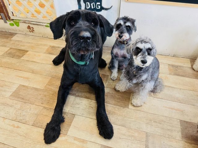 🐾

シュナーズ集合😆

🐾

#犬の幼稚園
#犬の幼稚園deepdog 
#シュナウザー
#ジャイアントシュナウザー