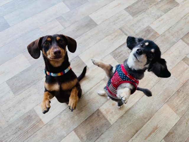 🐾
　
同じポーズでキメ顔中☺️

🐾
#犬の幼稚園deepdog 
#チワックス
#可愛い
#ベック