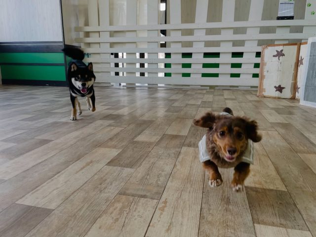 ⁡
🐾
⁡
走って飛んで転がってー！
朝のFEVER TIME✨💨
全力で楽しんでいます🤣
⁡
🐾
⁡
#deepdog犬の幼稚園
#プレイタイム
#フィーバータイム
#黒柴
#カニンヘンダックス