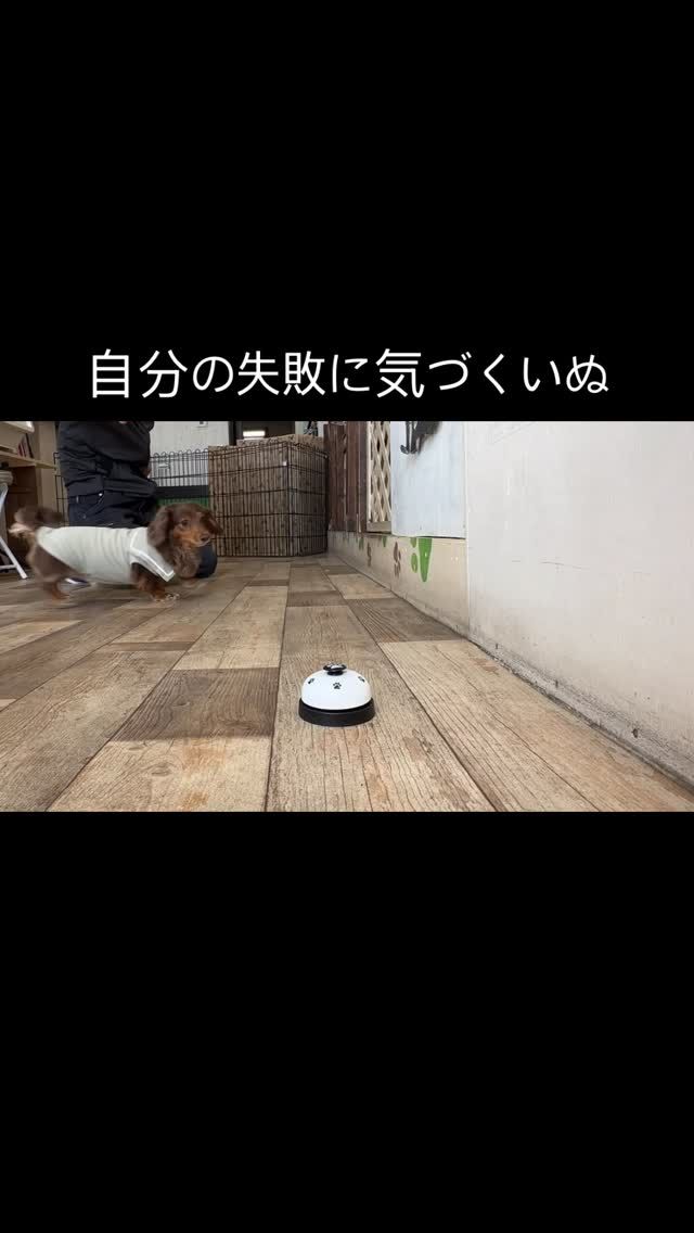 ・

自分の失敗に気づくいぬ。
てんさいかっ！

#犬の幼稚園deepdog #犬の幼稚園