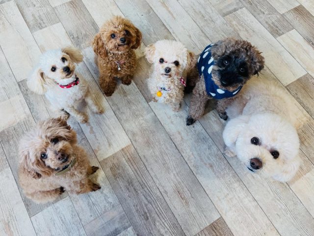 🐾

今日のふわふわチーム☁️

🐾
#犬の幼稚園deepdog 
#可愛い
#プードル
#マルプー
#mix