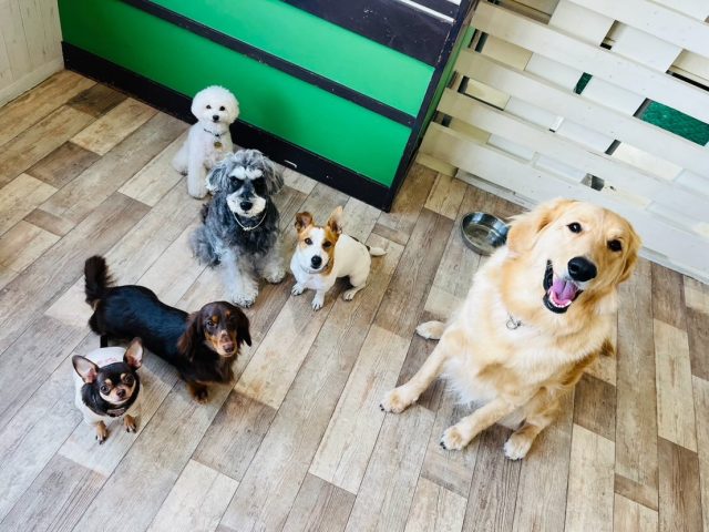 🐾

今日の幼稚園🍀

🐾
#犬の幼稚園deepdog 
#いぬのようちえん
#プレイタイム
#みんなお利口さん