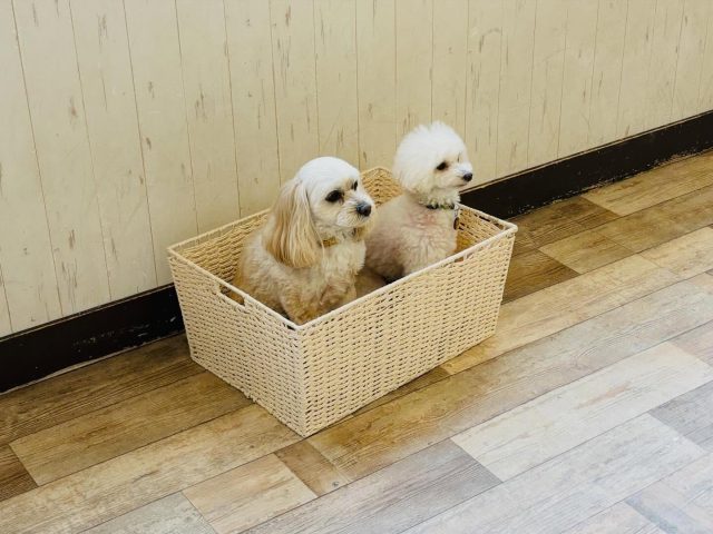 🐾

箱好きさんたち🤭

🐾

#犬の幼稚園deepdog 
#チワワ
#プードル
#シュナウザー
#コッカープー