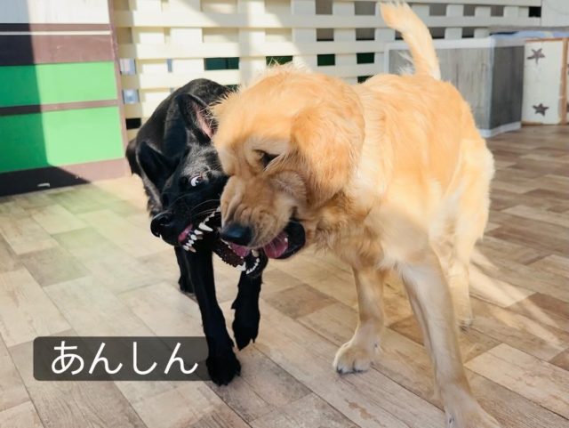 ・

あんしん
して
ください

仲良しです💕

#犬の幼稚園 #犬の幼稚園deepdog #ゴールデンレトリバー #シェパード