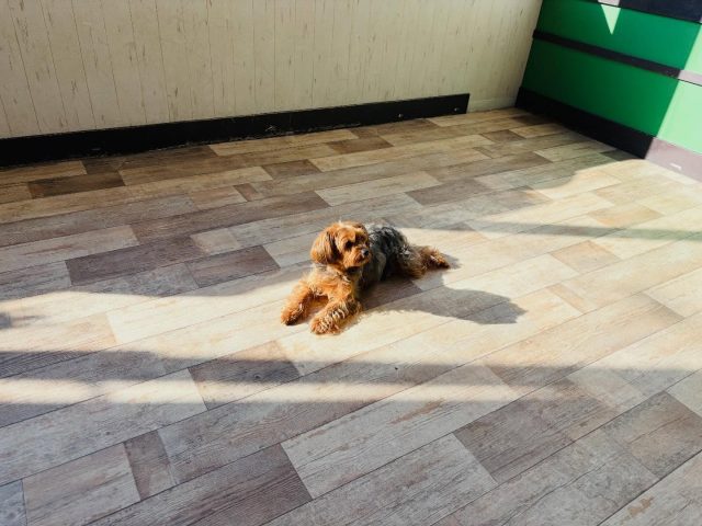 🐾

暖かくなるとプレイルームで日向ぼっこをする寛ぎ上手さんが増えてきます☺️

🐾

#犬の幼稚園deepdog 
#日向ぼっこ
#ヨープー
#可愛い