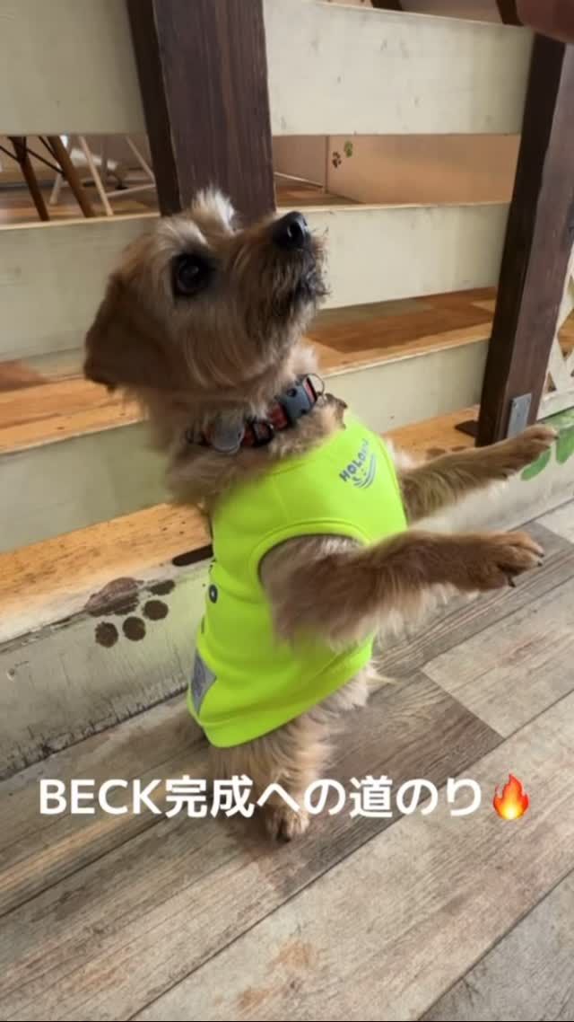 ・

諦めない心、
挫けない心、
の、
その先へ。

#犬の幼稚園 #犬の幼稚園deepdog #ノーフォークテリア #ドッグトリック