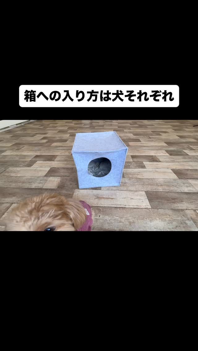 🐾

箱への入り方は犬それぞれ🐕

🐾

#犬の幼稚園deepdog 
#ドッグトリック
#箱
#可愛い