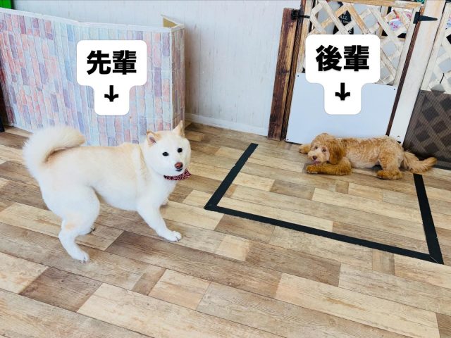 🐾

先輩と後輩のやり取り😆
先輩もパピーさんに負けず全力ですっ！

🐾

#犬の幼稚園deepdog 
#柴
#オーストラリアンラブラドゥードゥル
#プレイタイム