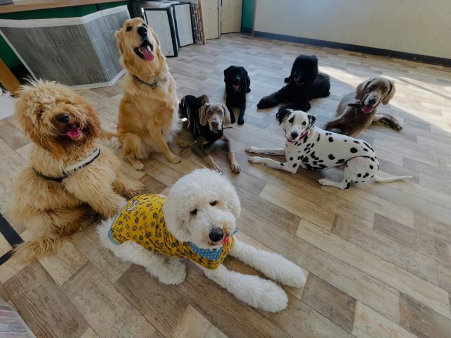 ⁡
🐾
⁡
今日の大型チームも大賑わい😆
自然体な表情が輝いていました✨
スタッフとのコミュニケーションも忘れずに！
⁡
🐾
⁡
#deepdog犬の幼稚園
#プレイタイム
#大型チーム
#個性豊かなメンバー
#BIG SMILE☺️