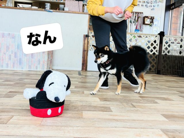 🐾

ツッコミ練習極め中ー！
優しいツッコミです🥰

🐾
#犬の幼稚園deepdog 
#柴
#しばいぬ
#ツッコミ