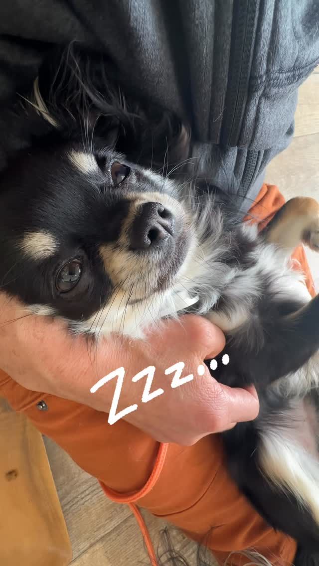 ・

トレーニングお疲れ様💤

#犬の幼稚園 #犬の幼稚園deepdog #チワワ