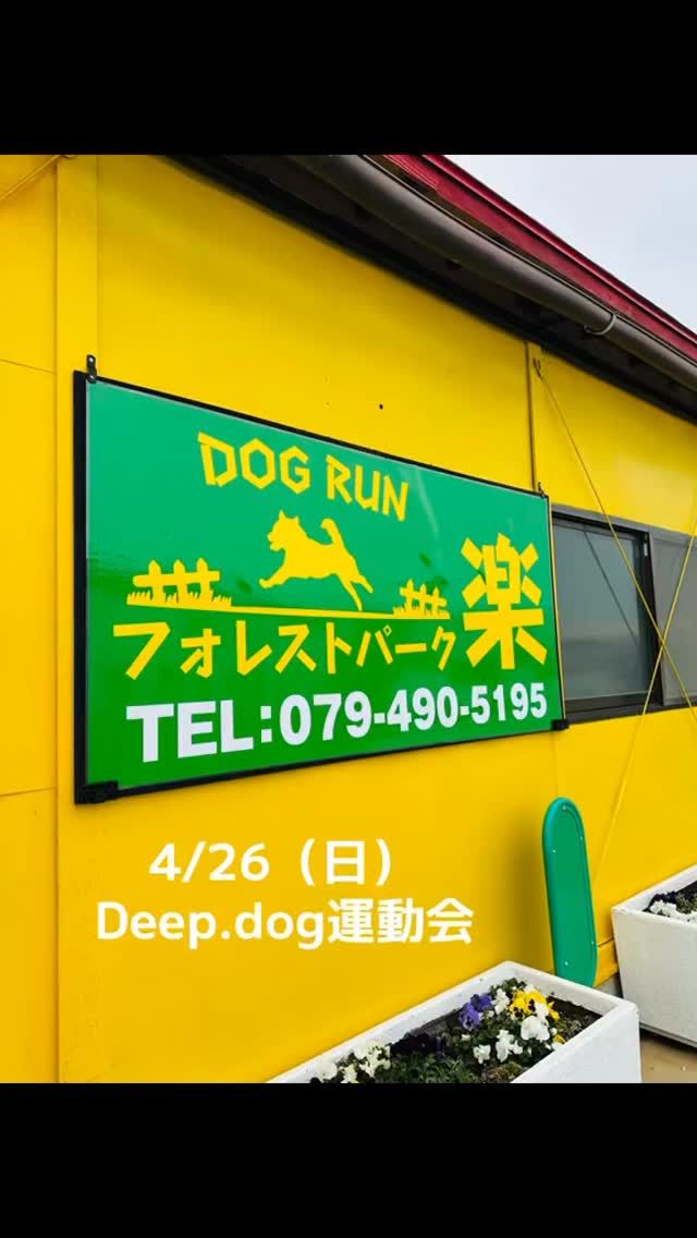 ・

4/26（日）は幼稚園の運動会🚩

お世話になるのは、
@forestpark.raku 様です。
去年の秋頃にオープンした新しいドッグランですが、すでに遊びに行っている幼稚園生もいるようですね🤭
SNSの不具合で閉園や廃業と表示される場合があるそうですが、それは誤報です。
開いているか心配な方は事前にお問い合わせしてみてください😊
☎️079-490-5195
夏に向けてプールを建設中でした。
空いている今が穴場かもですよー。

広さや使える設備などの最終確認に行ってきました。
かなり広いメインのランに加えて、区切られた２つの小さなランがあるので、小さい子も大きい子も安心して過ごせます。

幼稚園では何度もイベントをしていますが、スペースが限られてしまい、窮屈な思いをしてしまった飼い主さんもいらっしゃるかと思います。
特に他犬反応が強い子の場合は、スペースが十分に必要な場合があります。

そこで、
今回は思い切って広いランを貸し切っての開催となりました✨

少しですが、まだ空き枠があります。
吠えちゃうかも…
迷惑をかけちゃうかも…
と、迷っている飼い主さんがいらっしゃったら、思い切って参加してしまいましょう！

幼稚園生ばかりなので、吠えても大丈夫！
スタッフがしっかりサポートします👍

運動会まで約1ヶ月！
楽しく、そして学びのある運動会になるようにスタッフ全員で準備しています💪

絶対に！
晴れろーーーーー☀️☀️☀️

#犬の幼稚園deepdog #犬の幼稚園