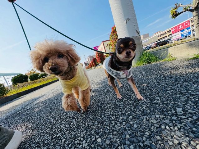 🐾
　
今日のホテルっ子散歩😆💕

🐾
#犬の幼稚園deepdog
#プードル
#お散歩
#mix
#チワワ
