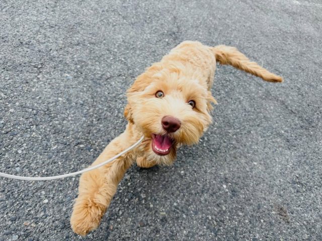 🐾

外トレーニング日和☀️
楽しくお勉強中ですっ！

🐾
#犬の幼稚園deepdog 
#いぬのようちえん
#オーストラリアンラブラドゥードゥル
#かわいい