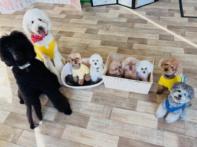 🐾

プードルズ大集合🐩

🐾

#犬の幼稚園deepdog 
#プードルズ
#スタンダードプードル
#トイプードル