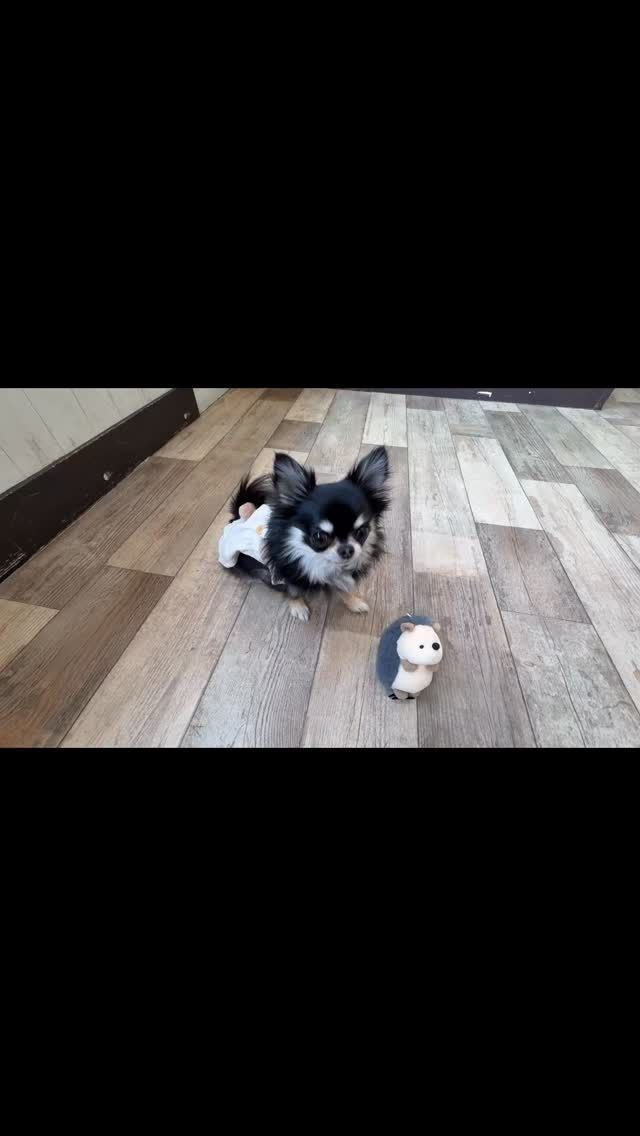 🐾

Deep.dogにはツッコミ担当が沢山います😆

🐾
#犬の幼稚園deepdog 
#いぬのようちえん
#チワワ
#ドッグトリック
#可愛い