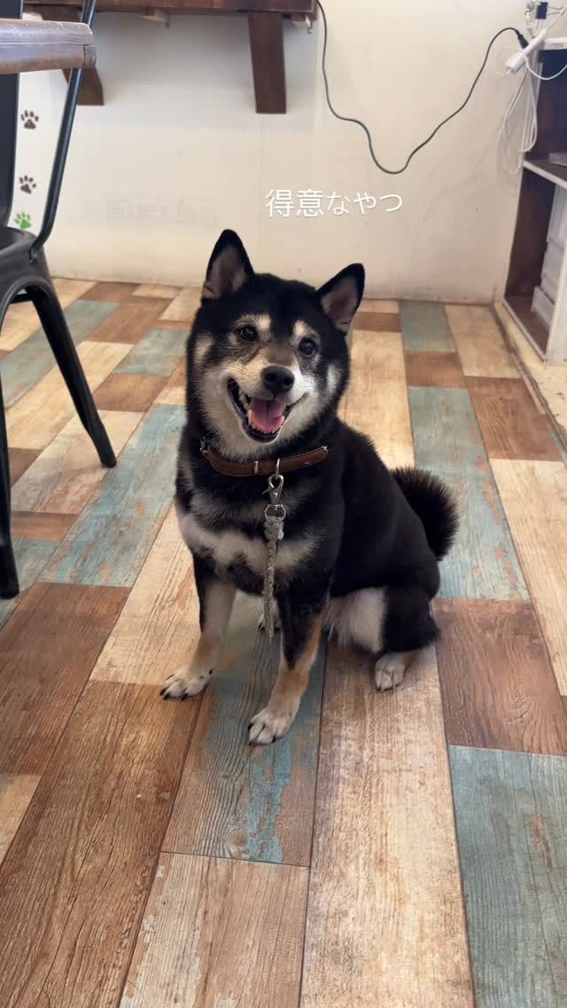 ・

あたしの得意なやつ✨

#犬の幼稚園deepdog #犬の幼稚園 #柴犬