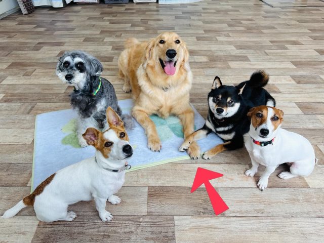 🐾

手が添えられていて可愛い💕

🐾
#犬の幼稚園deepdog 
#ジャックラッセル
#mix
#柴
#シュナウザー